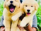 Golden Retriever Puppies