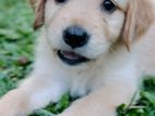 Golden Retriever Puppies