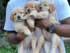 Golden Retriever Puppies