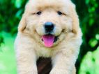 Golden Retriever Puppies