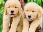 Golden Retriever Puppies