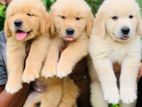 Golden Retriever Puppies