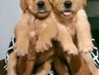 Golden Retriever Puppies