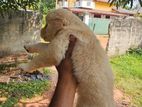 Golden Retriever Puppies