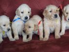 Golden Retriever Puppies