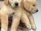 Golden Retriever Puppies