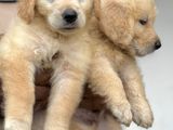 Golden Retriever Puppies