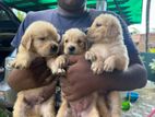 Golden Retriever Puppies