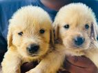 Golden Retriever Puppies