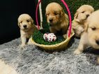 Golden Retriever Puppies