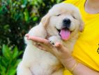 Golden Retriever Puppies