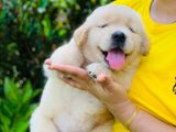 Golden Retriever Puppies