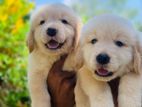 Golden Retriever Puppies