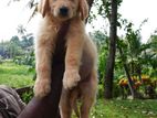 Golden Retriever Puppies