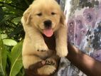 Golden Retriever Puppies