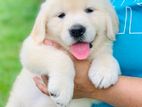 Golden Retriever Puppies