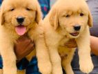 Golden Retriever Puppies