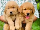 Golden Retriever Puppies