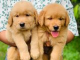 Golden Retriever Puppies