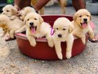 Golden Retriever Puppies