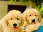 Golden Retriever Puppies