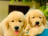 Golden Retriever Puppies