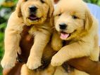 Golden Retriever Puppies