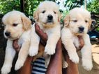 Golden Retriever Puppies