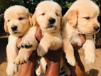 Golden Retriever Puppies