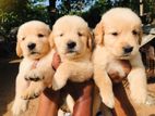 Golden Retriever Puppies