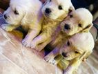 Golden Retriever Puppies