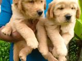 Golden Retriever Puppies