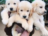 Golden Retriever Puppies