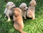 Golden Retriever Puppies