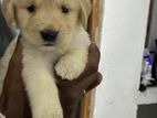 Golden Retriever Puppies