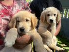 Golden Retriever puppies