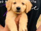 Golden Retriever Puppies