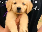 Golden Retriever Puppies