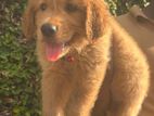 golden retriever puppies