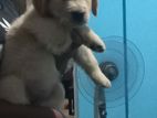 Golden Retriever Puppies
