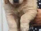 Golden Retriever Puppies