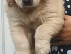 Golden Retriever Puppies