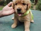 Golden Retriever Puppies