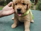 Golden Retriever Puppies