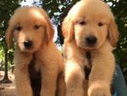 Golden Retriever Puppies