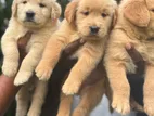 Golden Retriever Puppies