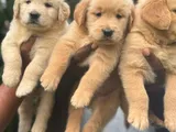Golden Retriever Puppies