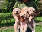 Golden Retriever Puppies