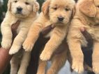 Golden Retriever Puppies