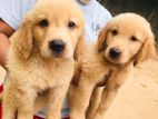 Golden Retriever Puppies